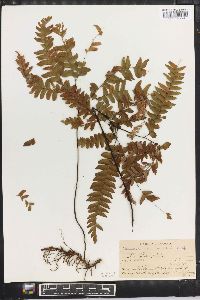 Adiantum curvatum image