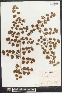 Adiantum digitatum image