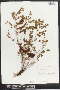 Adiantum fragile image