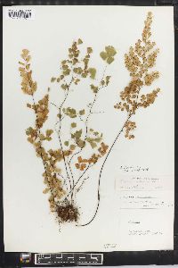 Adiantum fragile image