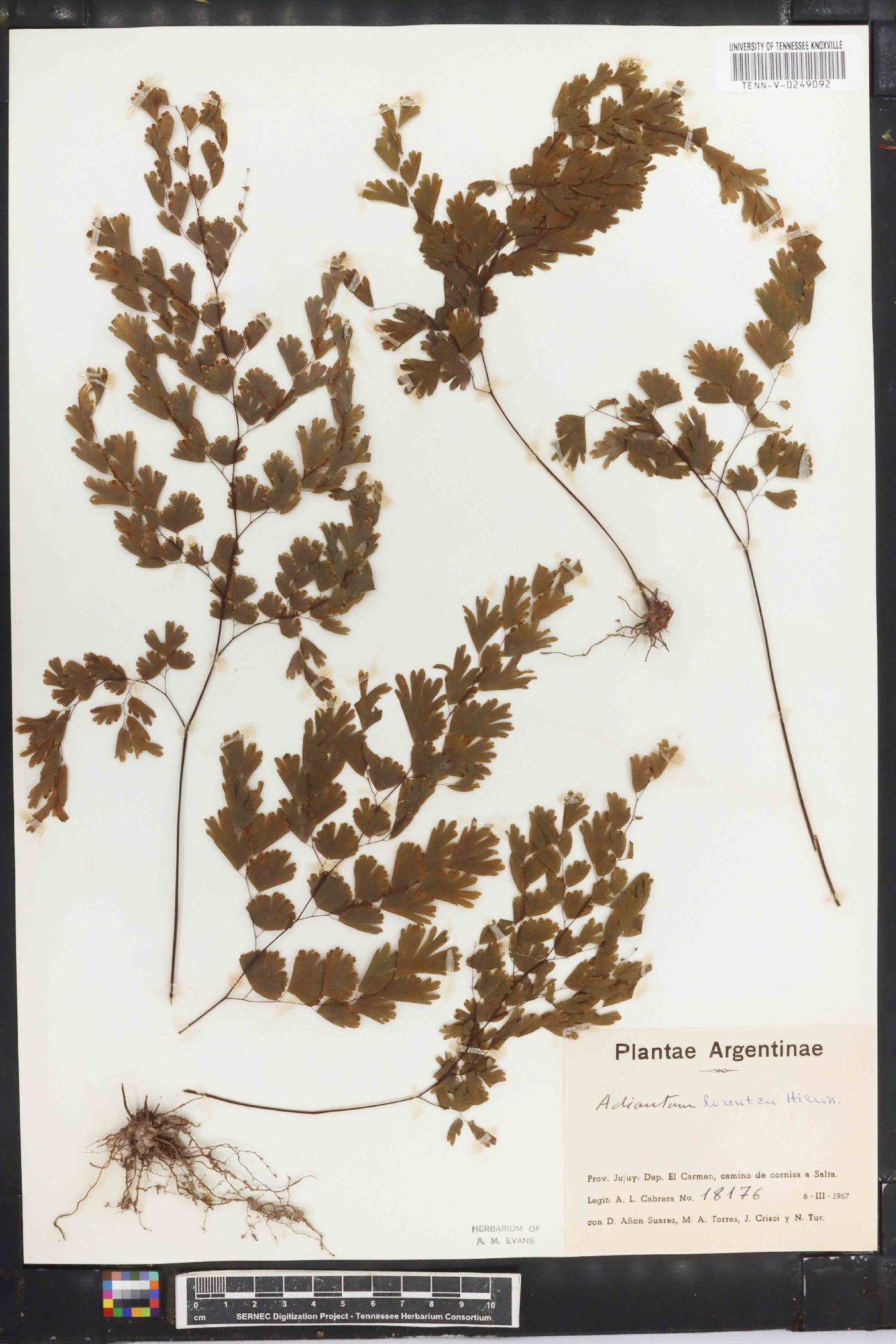 Adiantum lorentzii image