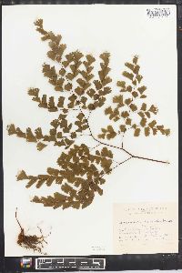 Adiantum lorentzii image