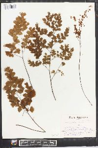 Adiantum lorentzii image