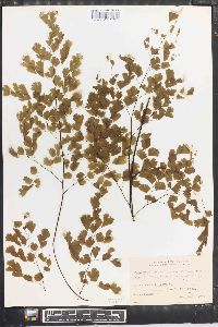 Adiantum lorentzii image