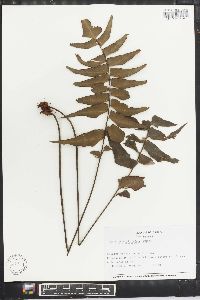 Adiantum lucidum image