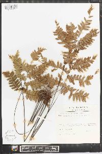 Adiantum glaucescens image