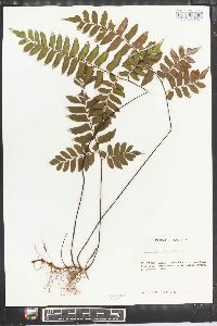 Adiantum latifolium image