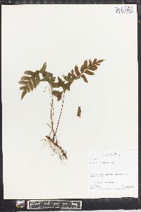 Adiantum latifolium image