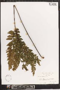 Adiantum latifolium image