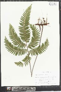 Adiantum latifolium image