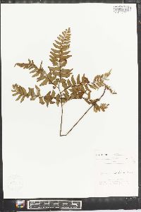 Adiantum latifolium image