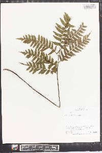 Adiantum latifolium image