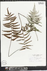 Adiantum lucidum image