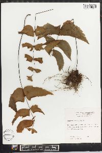 Adiantum macrophyllum image