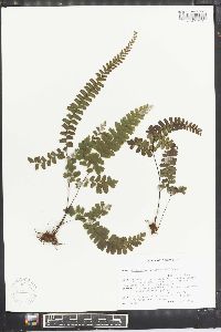 Adiantum melanoleucum image