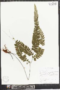 Adiantum melanoleucum image