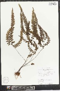 Adiantum melanoleucum image