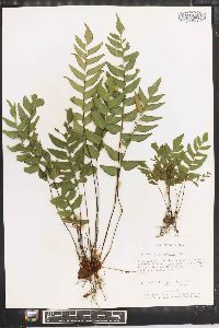 Adiantum petiolatum image