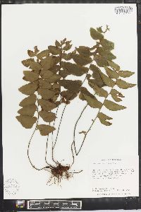 Adiantum petiolatum image