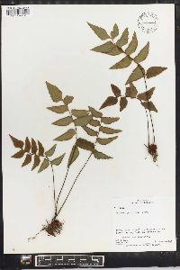 Adiantum petiolatum image