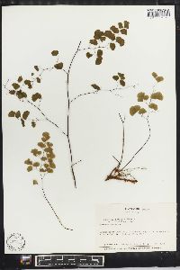 Adiantum poiretii image