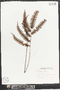 Adiantum pulverulentum image