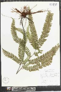 Adiantum raddianum image