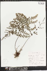 Adiantum raddianum image