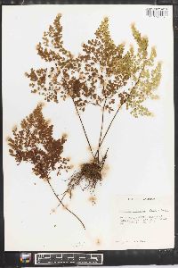 Adiantum raddianum image