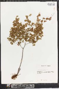 Adiantum tenerum image