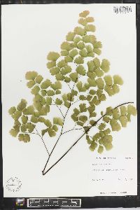 Adiantum tenerum image