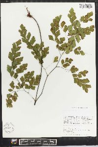 Adiantum tenerum image