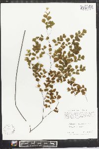 Adiantum tenerum image