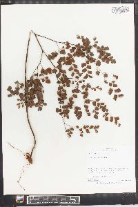 Adiantum tenerum image