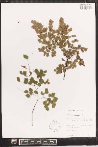 Adiantum tenerum image