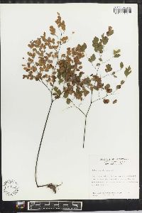 Adiantum tenerum image