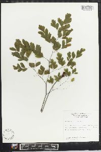 Adiantum tenerum image