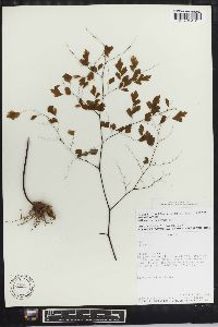 Adiantum tenerum image