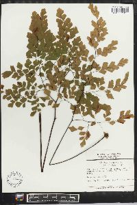 Adiantum tenerum image