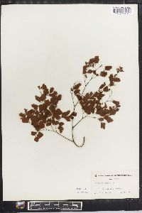 Adiantum tenerum image