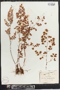 Adiantum tenerum image