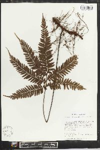 Adiantum tetraphyllum image