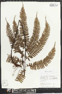 Adiantum tetraphyllum image