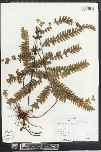 Adiantum tetraphyllum image