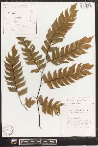 Adiantum trapeziforme image