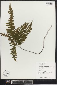 Adiantum tetraphyllum image