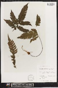 Adiantum tetraphyllum image