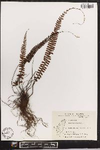 Adiantum caudatum image