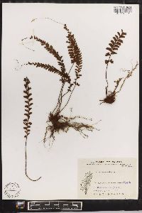 Adiantum caudatum image