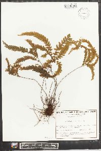 Adiantum hispidulum image